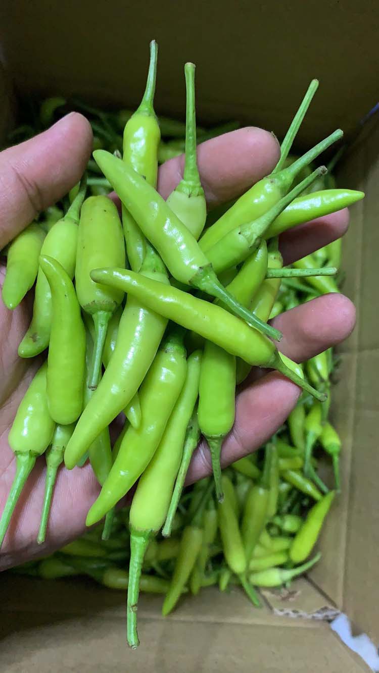 新鲜广西白米椒特辣小米辣泡椒白色辣椒3斤5斤 3斤装