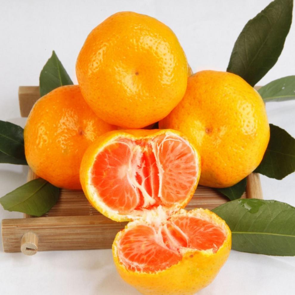 鲜甜红美人冰糖橘现摘水果皮薄无籽多汁坏果包赔果园 鲜甜红美人冰糖