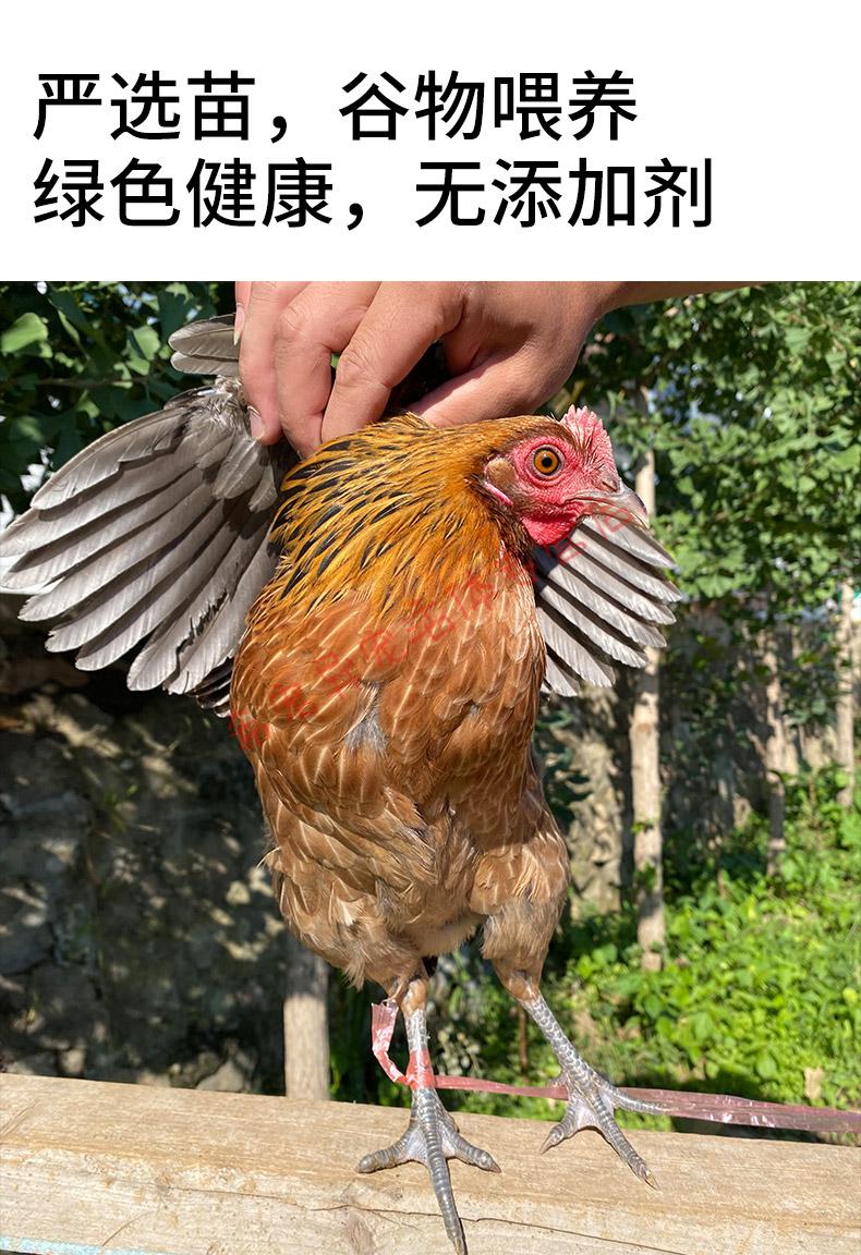 云南茶花鸡种蛋受精蛋可孵化小鸡活苗观赏鸡长尾鸡珍珠贵妃20枚 10枚