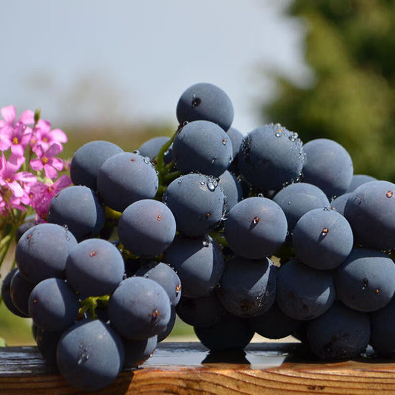 (顺丰空运)夏黑葡萄黑加仑无籽葡萄现摘现发 当季应季新鲜水果孕妇