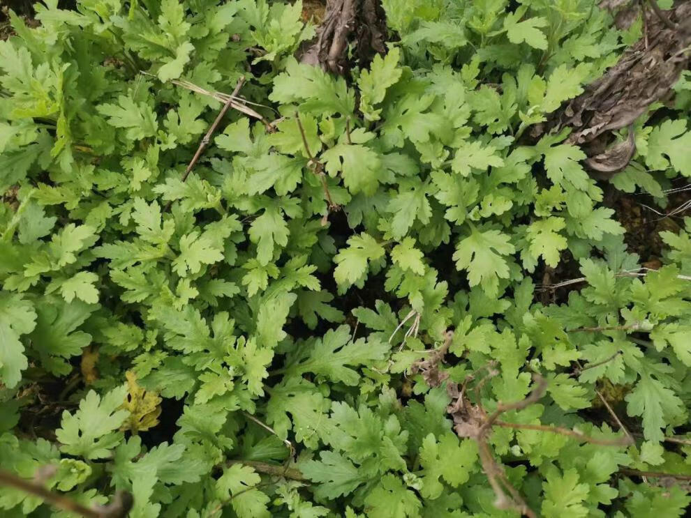 5棵可食用菊花苗金丝皇菊苗 泡茶喝 阳台庭院观赏植物黄色秋菊盆 50棵