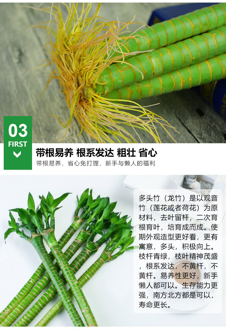 转运龙竹水培室内植物开运富贵竹荷花竹桌面客厅带根盆栽水养 65cm