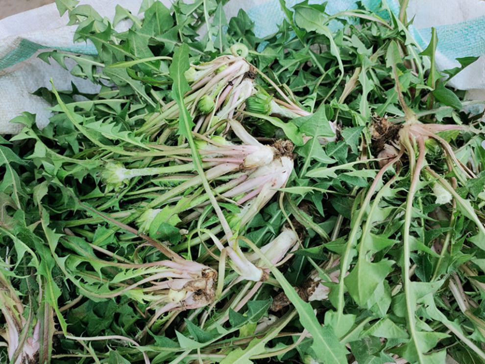 新鲜蒲公英1斤正宗现挖现发婆婆丁4斤黄花苗野菜嫩叶蒲公英当天新鲜现