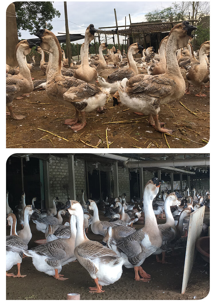 狮头鹅种蛋1枚大品种鹅受精蛋可孵化纯种正宗灰鹅苗 正宗灰鹅苗【图片