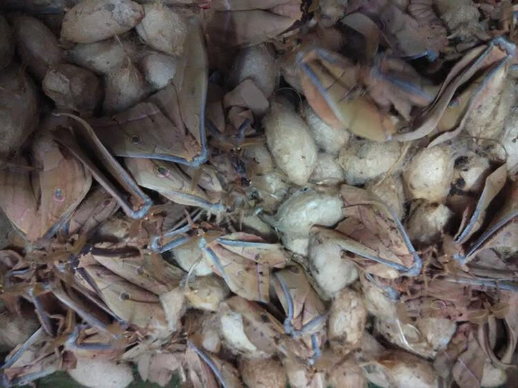 蛾浸柞蚕雄蚕蛾泡酒料未排泄未交尾雄蛾40只约200g原料精品干蛾一百克