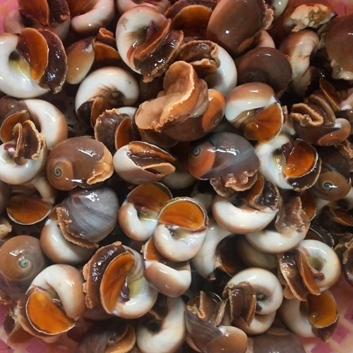 东港香螺水产新鲜玉螺海鲜水产香螺沙螺猫眼海螺章鱼2斤装一斤20个