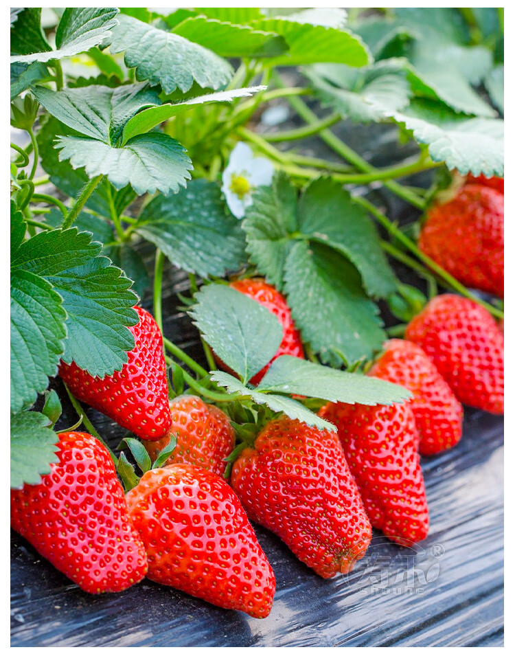 盆栽奶油草莓种籽子种植四季种子白南方苗带土带盆大食用秧牛奶香槟色