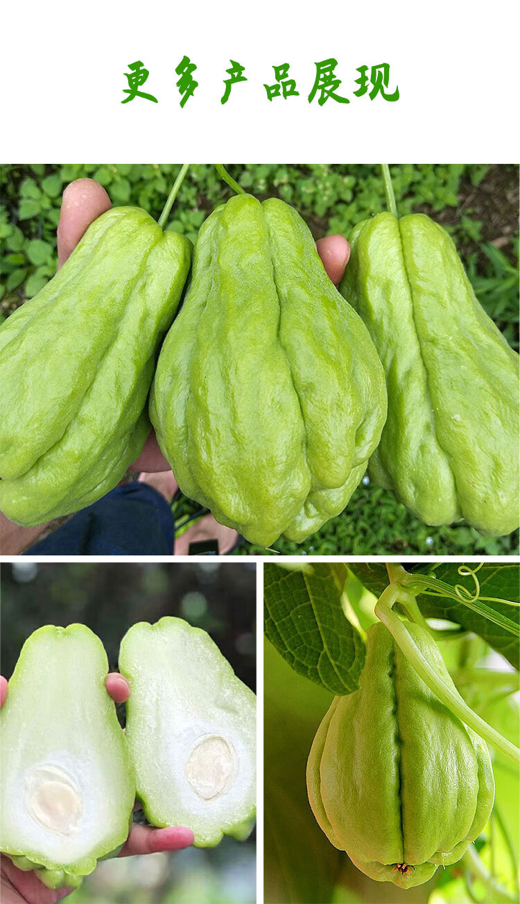 佛手瓜带芽种瓜10个【图片 价格 品牌 报价】-京东