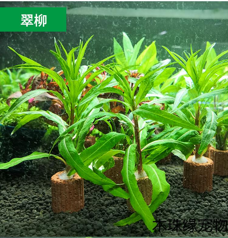 定植水草造景懒人新手入门级净化水质的水草活体米白色绿波定植株3个