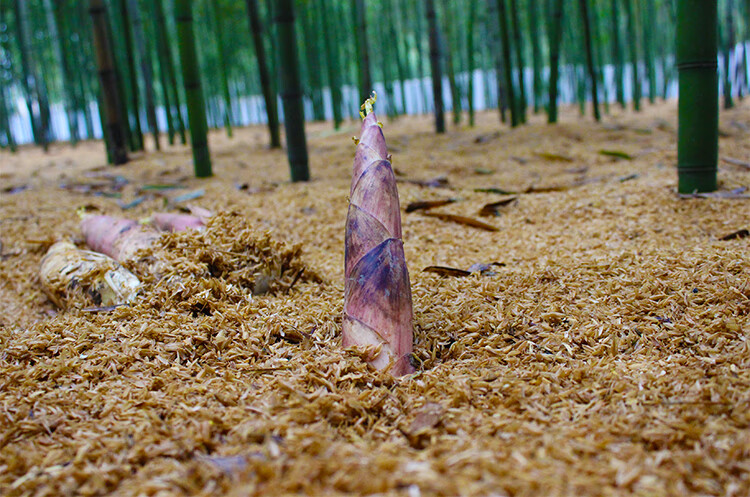 轻恋临安天目山 雷笋新鲜现货春笋高山油焖笋农家蔬菜竹笋 1斤【图片