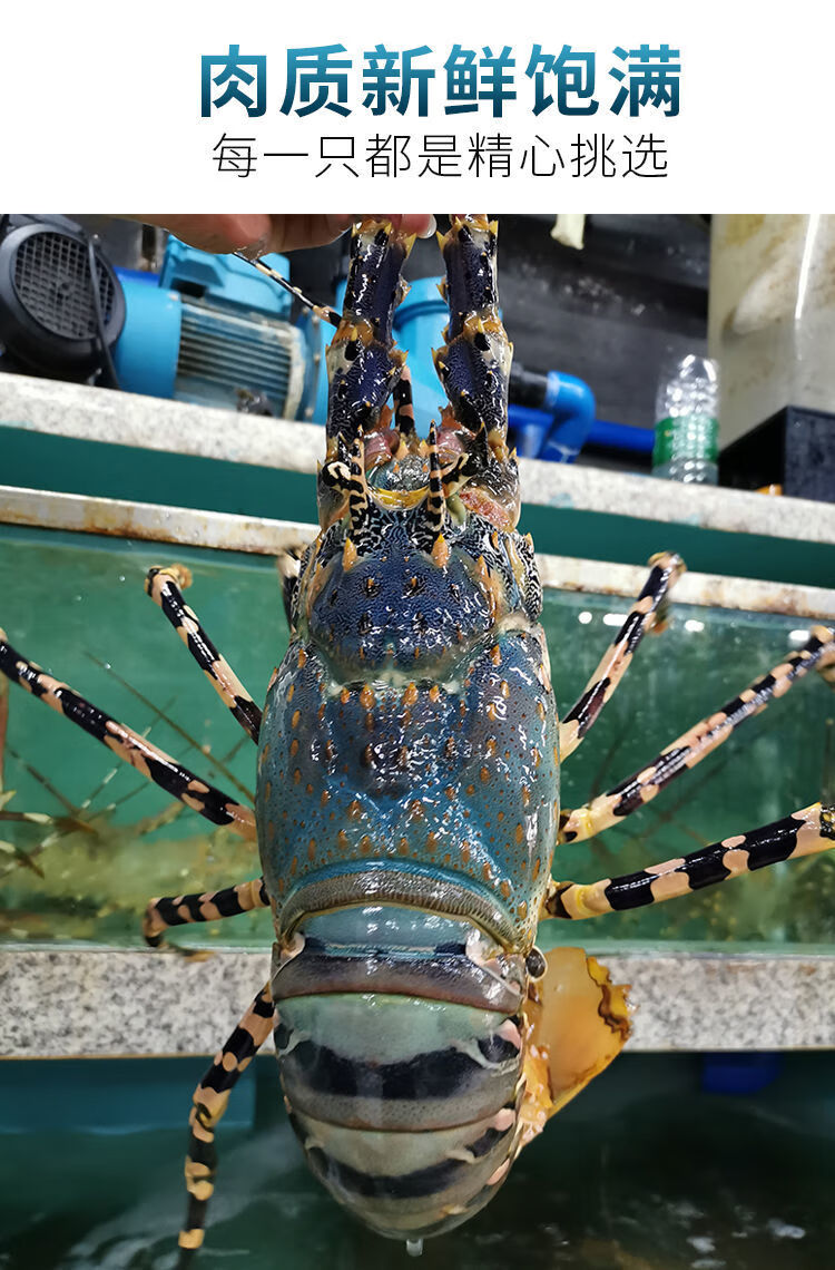 中华锦绣大龙虾鲜活澳洲花龙新鲜水产冰鲜海虾182斤1只装