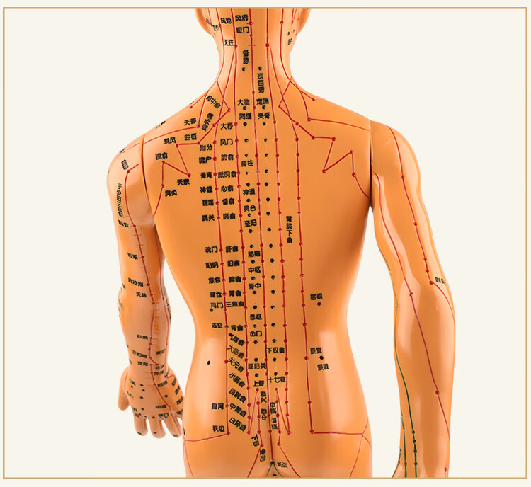 【京健康】政河针灸穴位人体模型经络穴位模特图全身中医十二铜人扎针