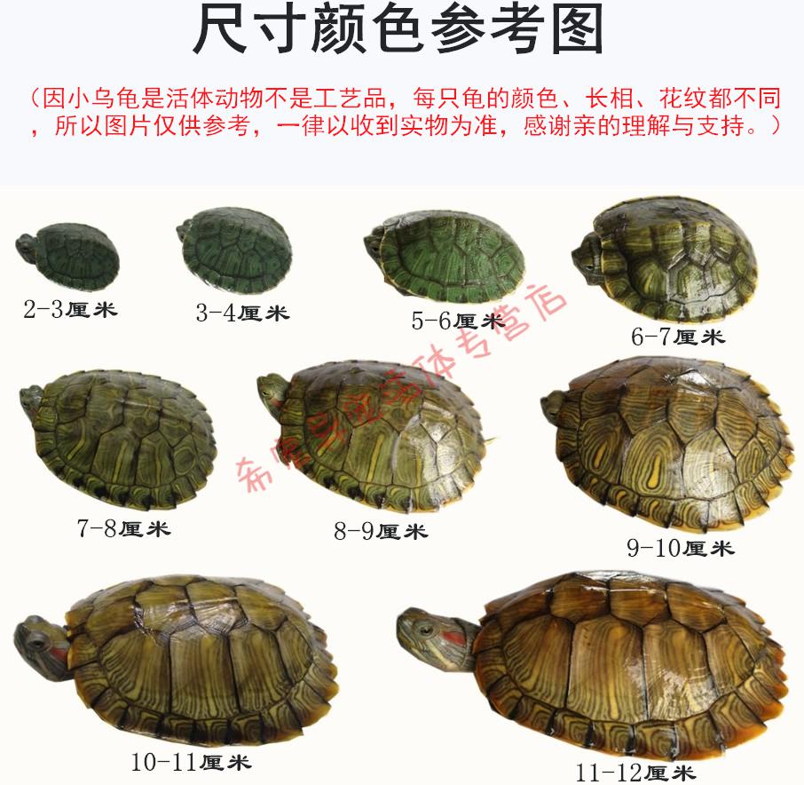 boussac可下蛋宠物小乌龟淡水两只巴西龟长寿龟黄金活物活体情侣网 6