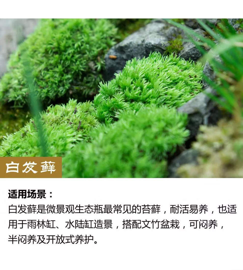 6，苔蘚微景觀青苔盆景裝飾造景植物鋪麪鮮活假山水陸缸diy室內綠植 人工大灰蘚10*10cm4片