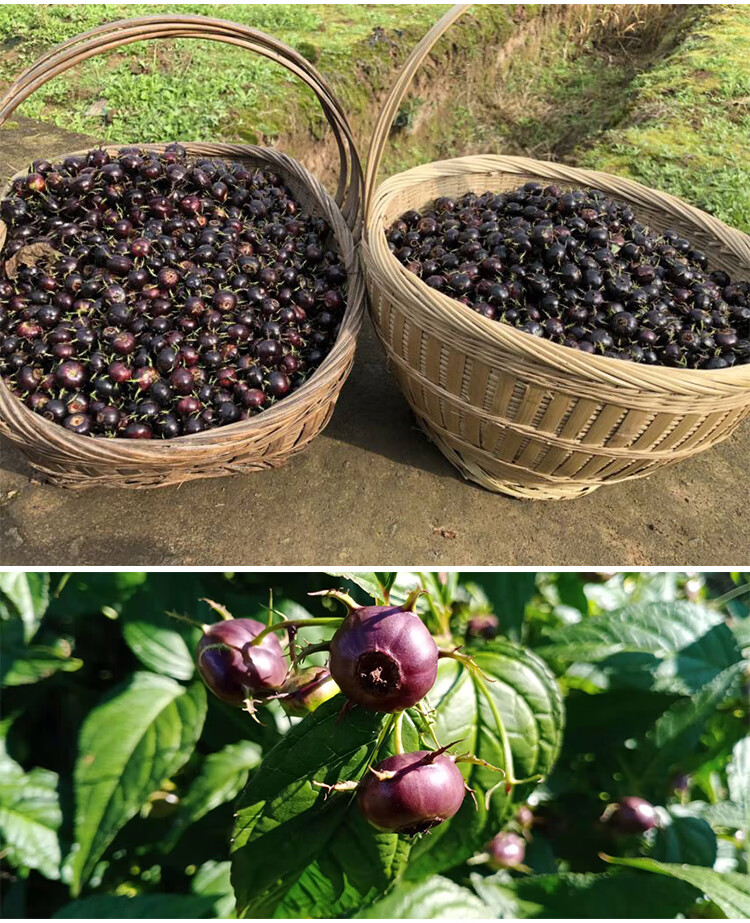 云南红果参鲜果 现摘现发罕见水果 红参果 新鲜稀有 水果 蜘蛛果当季