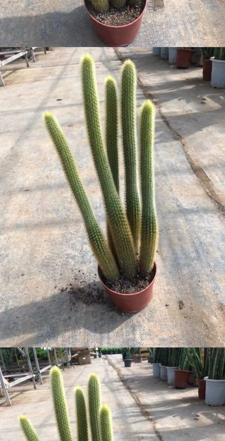 多肉植物黄金钮黄金条猴尾柱仙人开花仙人球仙人掌小盆栽黄金条4颗有