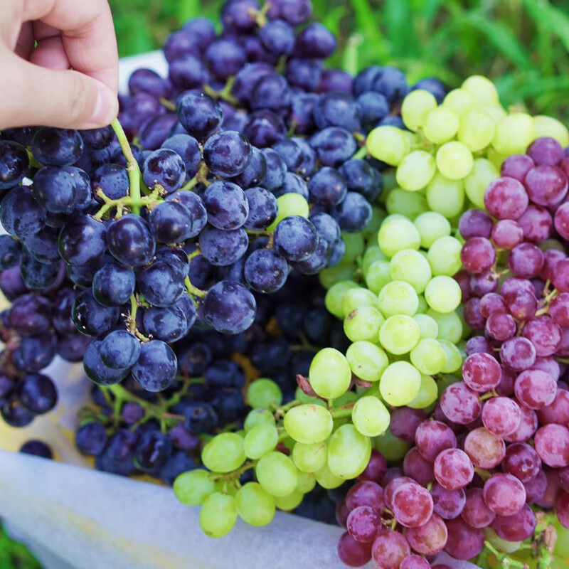 玻璃翠 无核白葡萄 无核紫葡萄(玫瑰香) 【4斤净重混合装 顺丰速运】