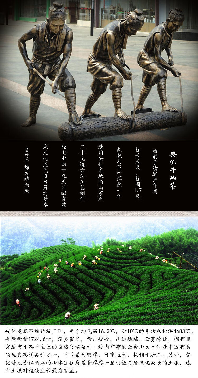 晨臻湖南安化云台山精品大叶千两茶饼花香千两黑茶饼茶叶送茶刀茶样带