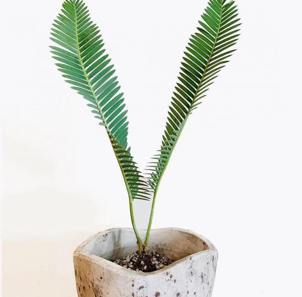 鱼骨双子铁 网红植物 墨西哥进口 dioon edule 叶片直立 铁树苏铁 一