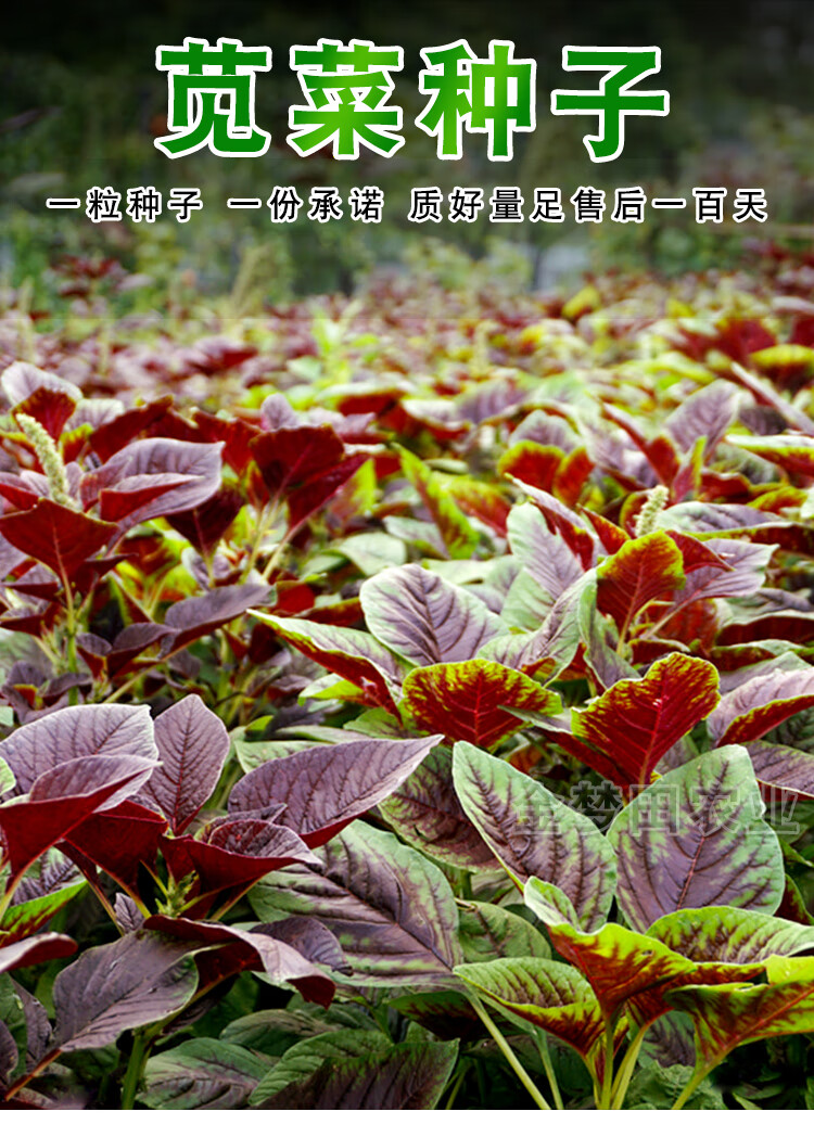 雅卉汉菜满身红圆叶苋菜种子种籽白四季籽种孑蔬菜菜籽广东柳叶老品种