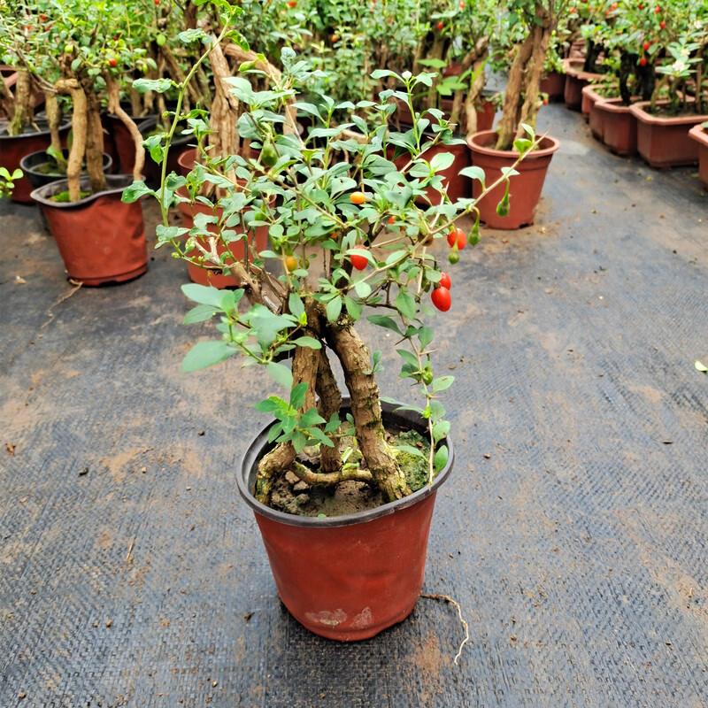 枸杞盆景老桩造型枸杞树桩枸杞盆栽耐寒树苗观赏阳台当年带果好养护