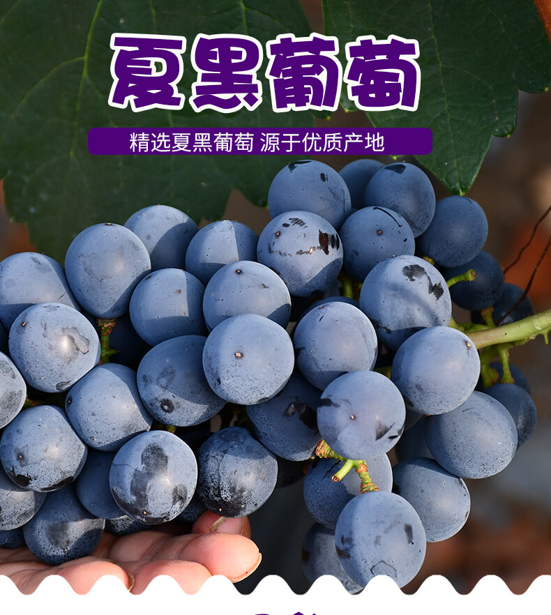 顺丰直达云南夏黑葡萄应当季新鲜孕妇水果无耔葡萄4斤装
