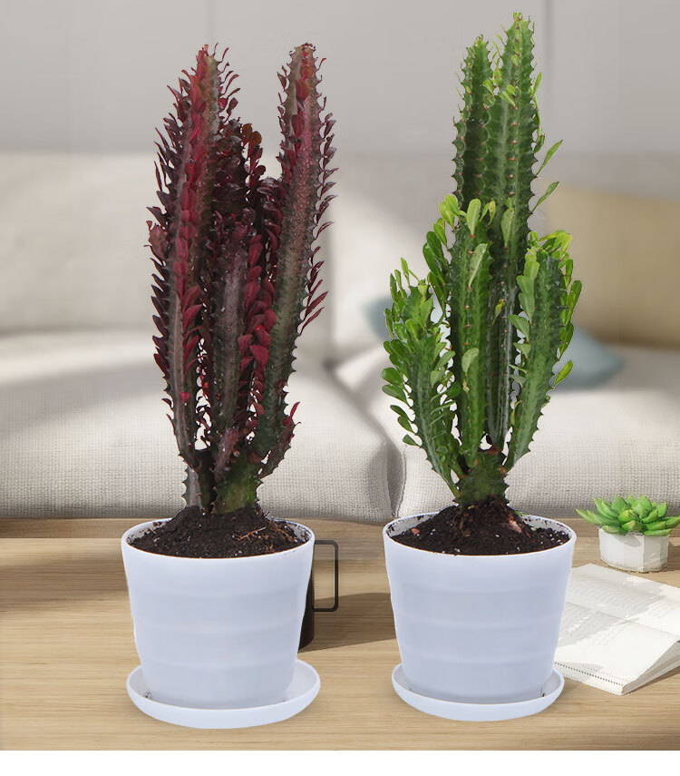 云仓龙骨花室内花植物盆栽玉客厅仙人柱巴西龙骨z1紫色龙骨35叉头含盆