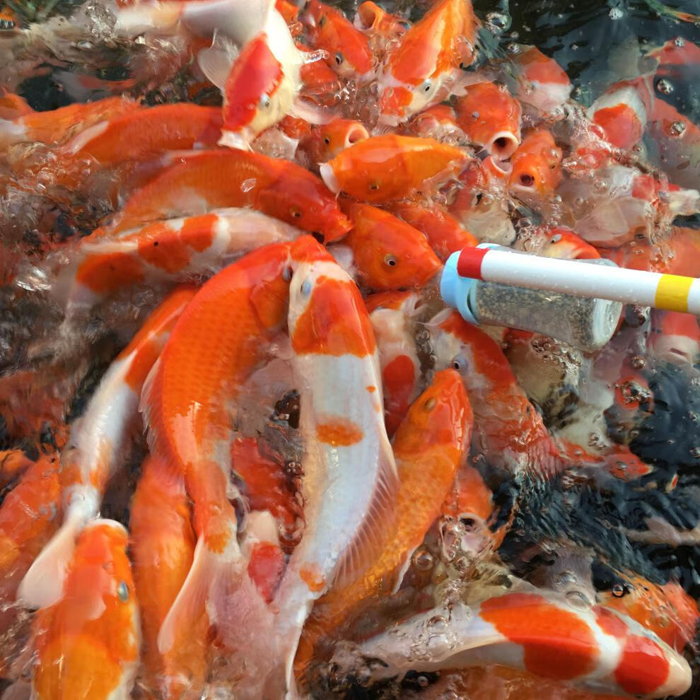 鱼场吃奶鱼奶瓶 喂奶鱼专用奶瓶 带杆带柄喂鱼奶瓶 透明侧边蓝色杆180