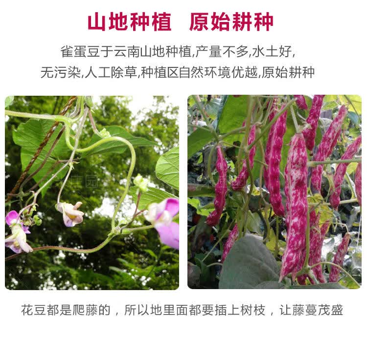 新货云南雀蛋豆子奶花芸豆花生豆圆粒红花豆孔雀豆芙蓉豆五谷杂粮精选