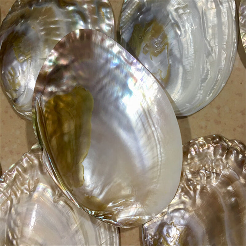 珍珠蚌壳 天然珍珠海螺贝壳珊瑚海星收藏水族贝壳画摆件 珍珠贝13-15