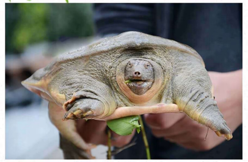 外塘野养公甲鱼黑花食用中华鳖王八活鲜活生鲜水鱼团鱼大甲鱼 2斤