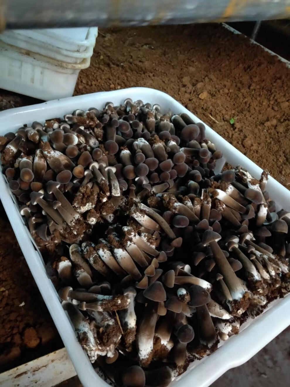 鸡枞菌多规格新鲜黑皮鸡枞菌蘑菇营养健康绿色无公害火锅食材一斤装