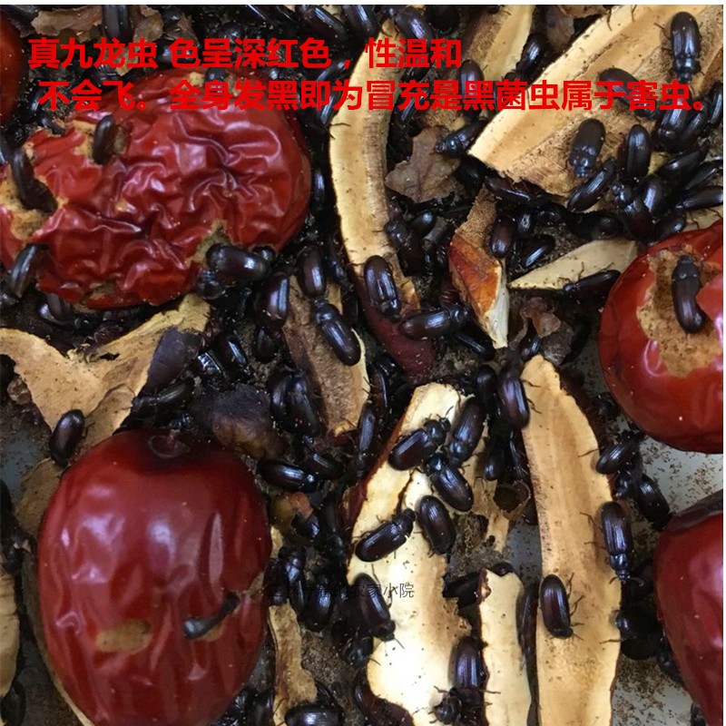 九龙虫洋虫宠物虫活体长命虫10克约750只