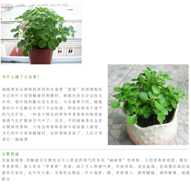 碰碰香盆栽 香草多肉植物驱蚊 驱虫净化空气绿植花卉 一抹香 白玫瑰