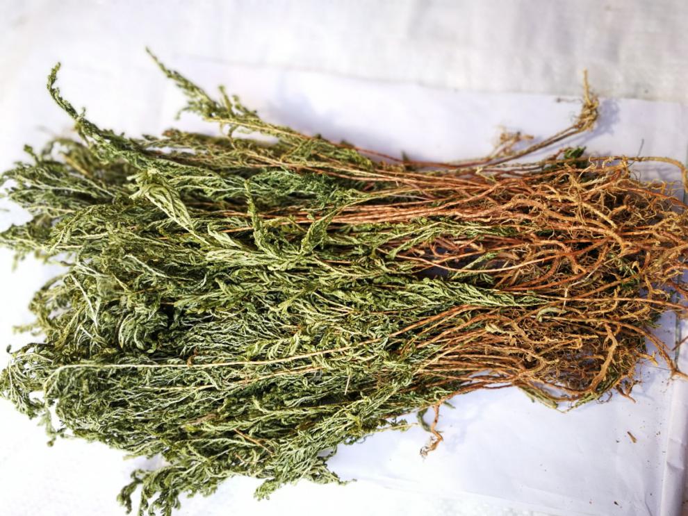 【精选好货】 石柏中草药岩柏草 江南卷柏草药 500克一斤 石上柏中药