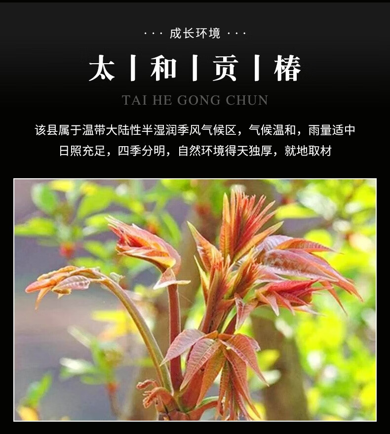太和馆玉皇贡椿1500g新鲜腌制香椿芽土特产250g6盒年货礼盒装悦己礼盒