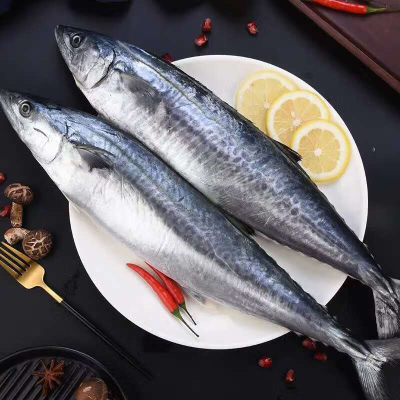 马鲛鱼新鲜海捕马鲛鱼新鲜鲜活鲅鱼燕尾鲅鱼大号鲅鱼鲅鱼整条1斤1斤