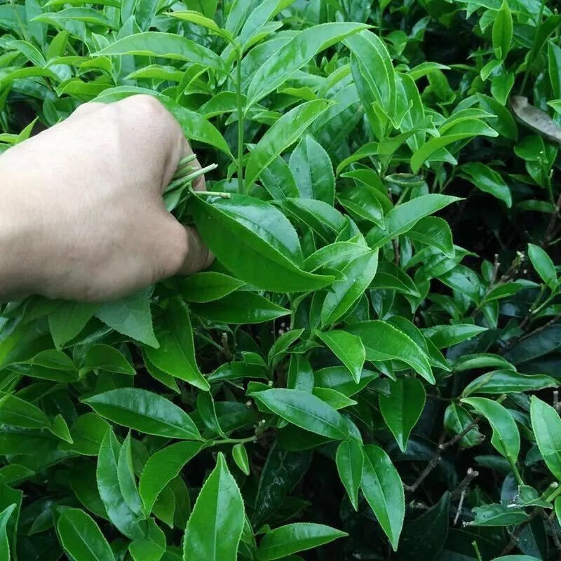 【凤凰单枞茶】高山茶,潮州正宗凤凰单丛茶叶-中秋送礼.
