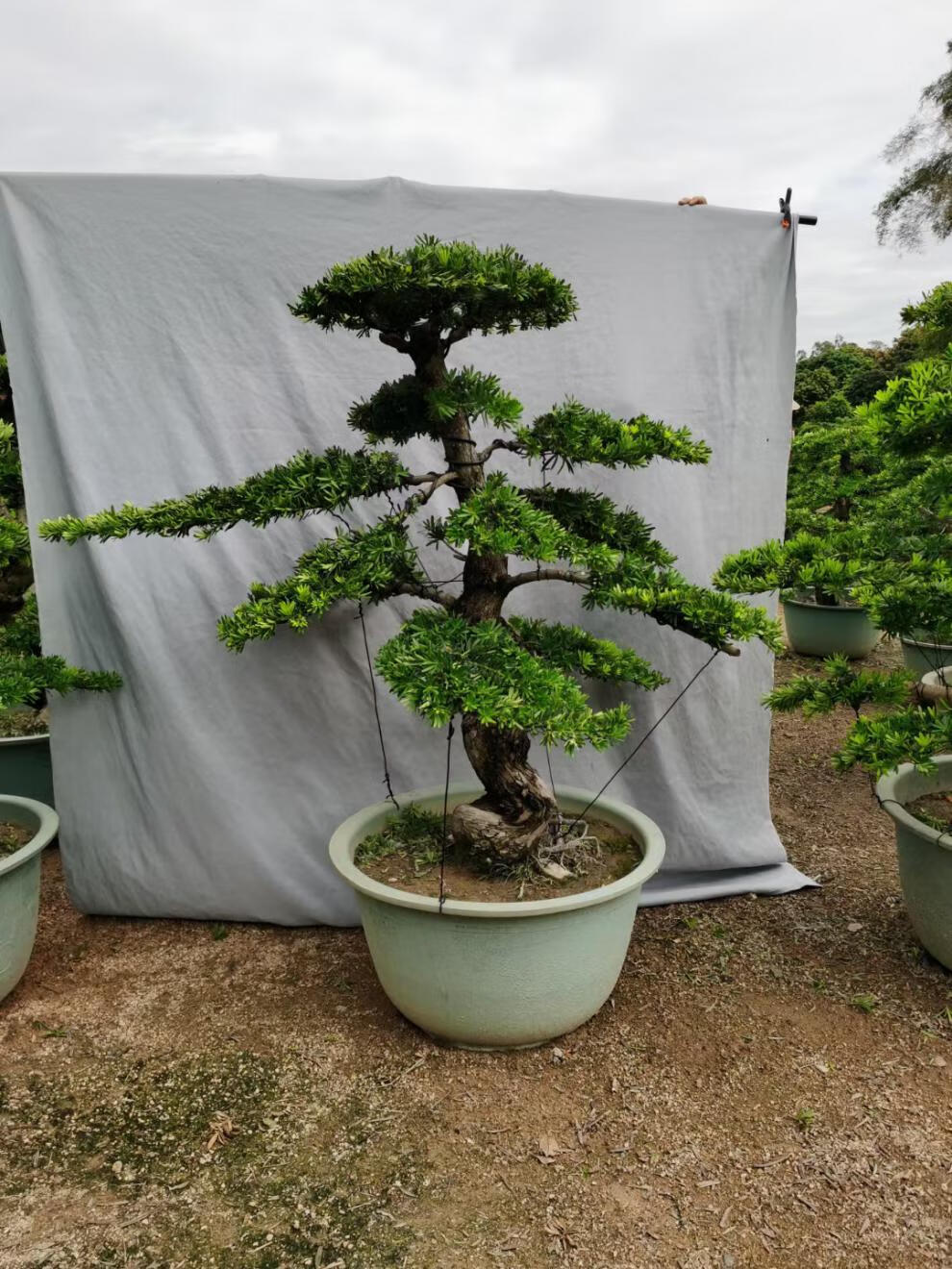 金钻绿植金钻雀舌罗汉松小叶老桩盆景造型真树室内盆栽庭院绿植一物一