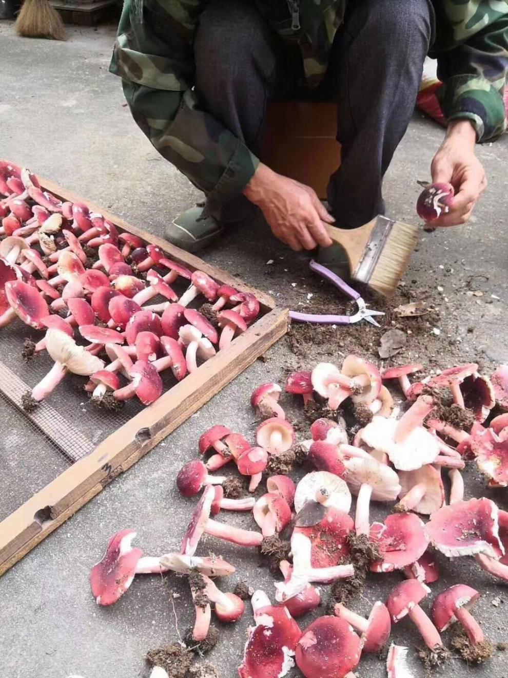 福建武夷山红菇野生红菇红蘑菇干货红菌干货滋补月子菇产地野生红菇
