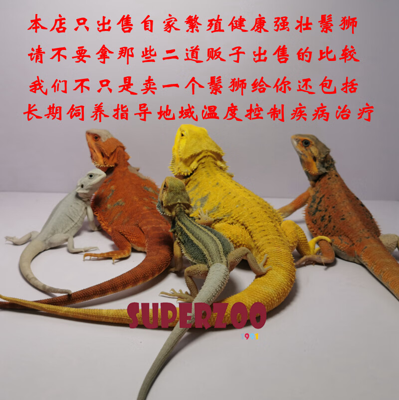 鬃狮蜥蜥蜴活物入门级宠物幼体温顺可爱不咬人成体爬宠爬虫小宠物 钙