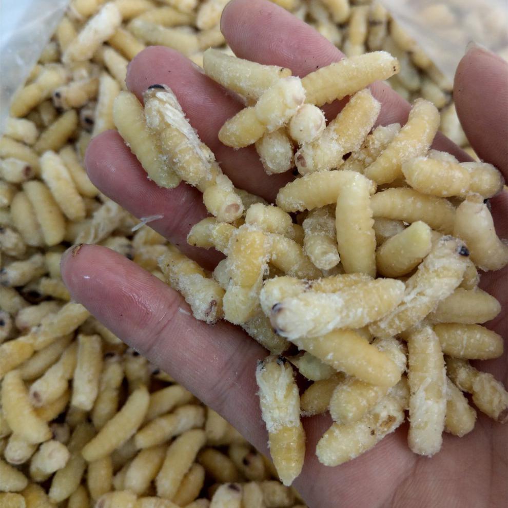 新鲜野生活体蜂蛹蜂虫马蜂胡蜂地蜂虎头蜂活蜂蛹1斤3级蜂蛹