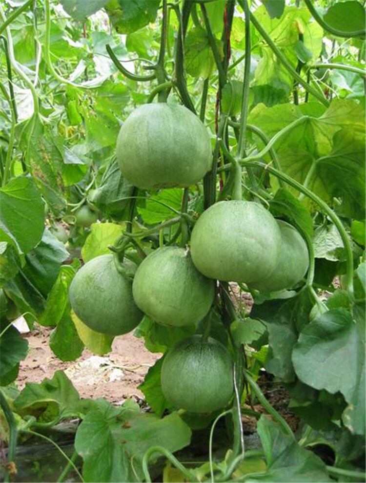 新鲜水果绿宝甜瓜当季5/8斤脆瓜香瓜蜜瓜山东青皮绿宝石 8斤