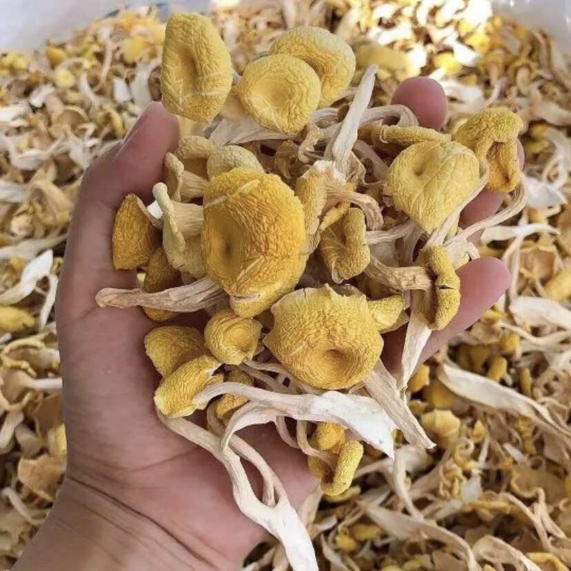 东北特产野生榆黄蘑干货长白山特产黄金菇干鸡油菌一斤 500g【图片