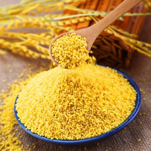 陕西延安延川县黄小米50斤源头厂家 五谷杂粮粥新米粘糯小米【图片