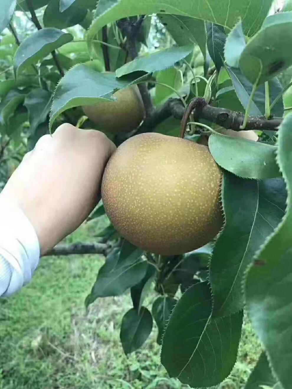 顶郝 邹堂梨脯 梨脯庆元旦限量款潮汕农家特产自晒邹堂青皮梨梨脯 不