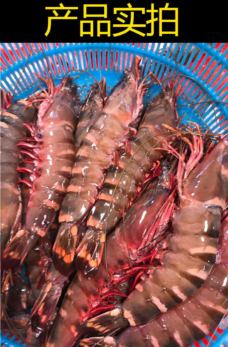 大黑虎虾海捕鬼虾大虾海鲜活竹节虾斑节虾超大海虾真海虾特惠 超大