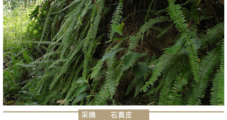 新鲜石黄皮凤凰蛋蛇蛋参圆羊齿化狗儿500g1000g1斤500克