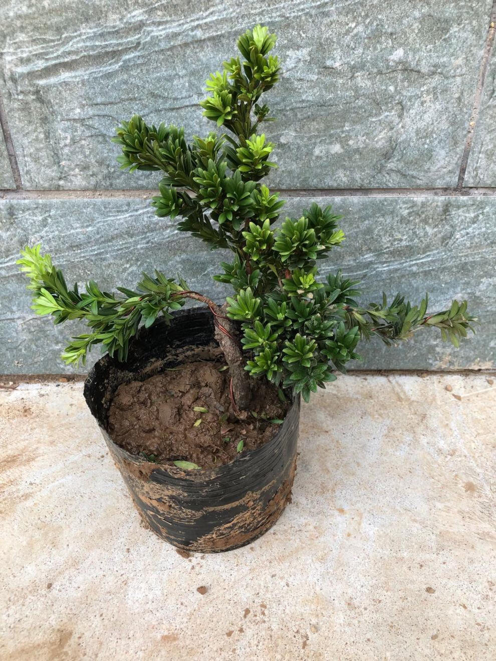 园艺圆叶珍珠罗汉松四季常青盆栽苗微型小品素材苗黑珍珠小叶罗汉松