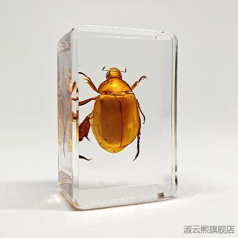 2022新款环氧树脂昆虫标本 真实昆虫标本幼儿园动物真虫树脂早教观察